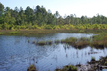 Isle of Pine Preserve