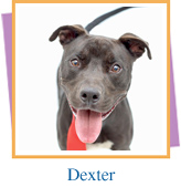 Orange County Animal Services Netpets Dogs Orange County Animal Services Netpets Dogs
