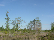 Hal Scott Preserve