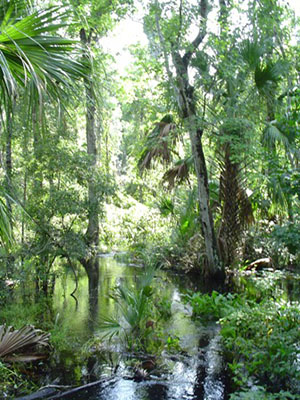 Charles H. Bronson State Forest