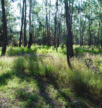 Crosby Island Marsh Preserve