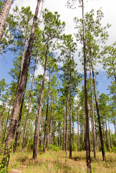 Greeneyes Wildlife Preserve