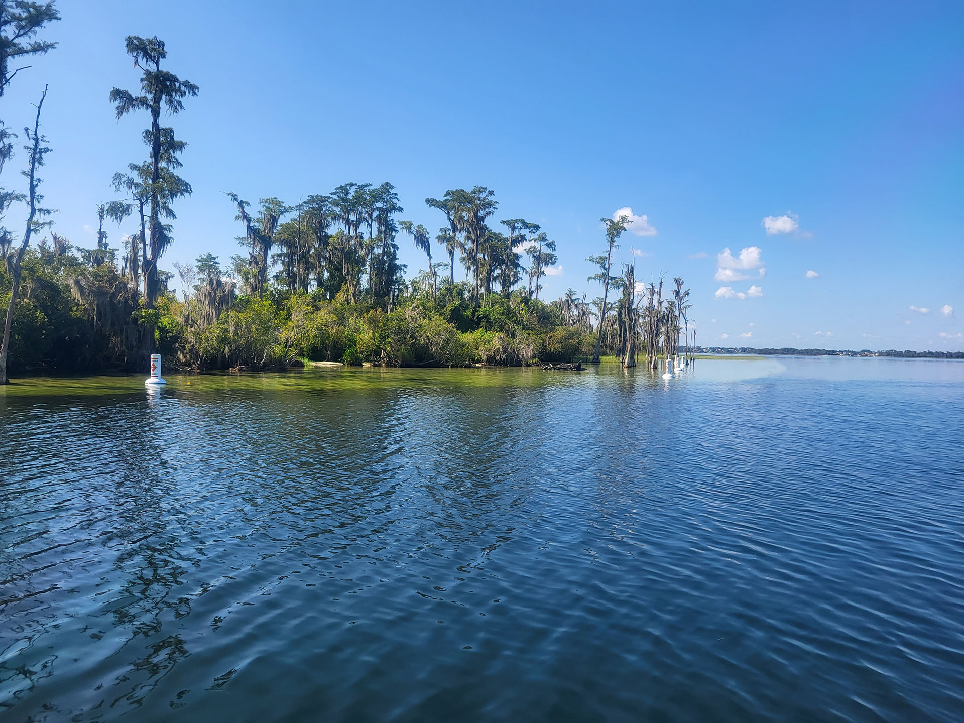 Tree line next to body of water