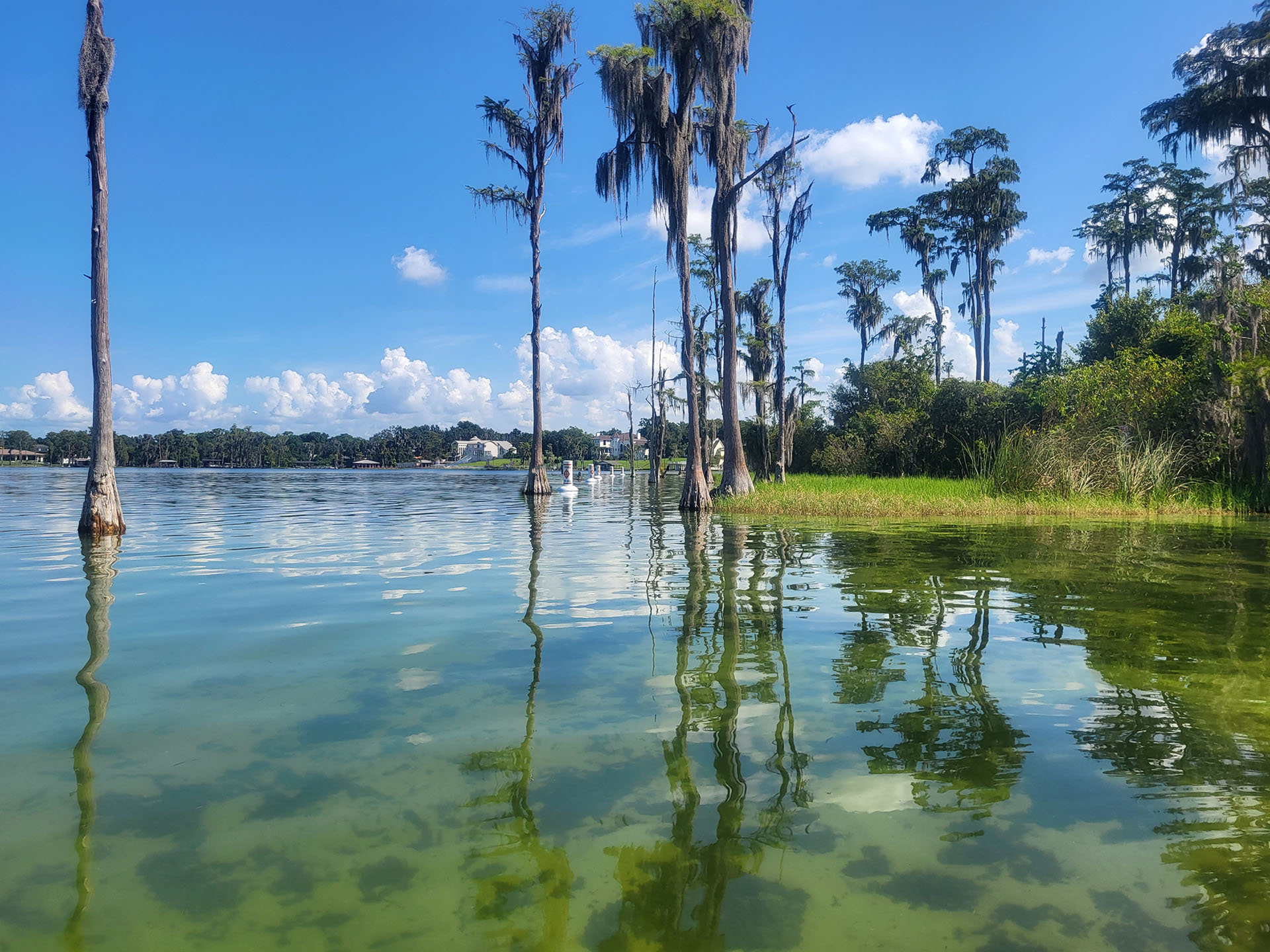 Tree line next to body of water