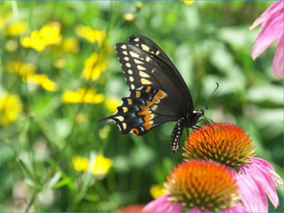 Mariposa posada sobre una flor