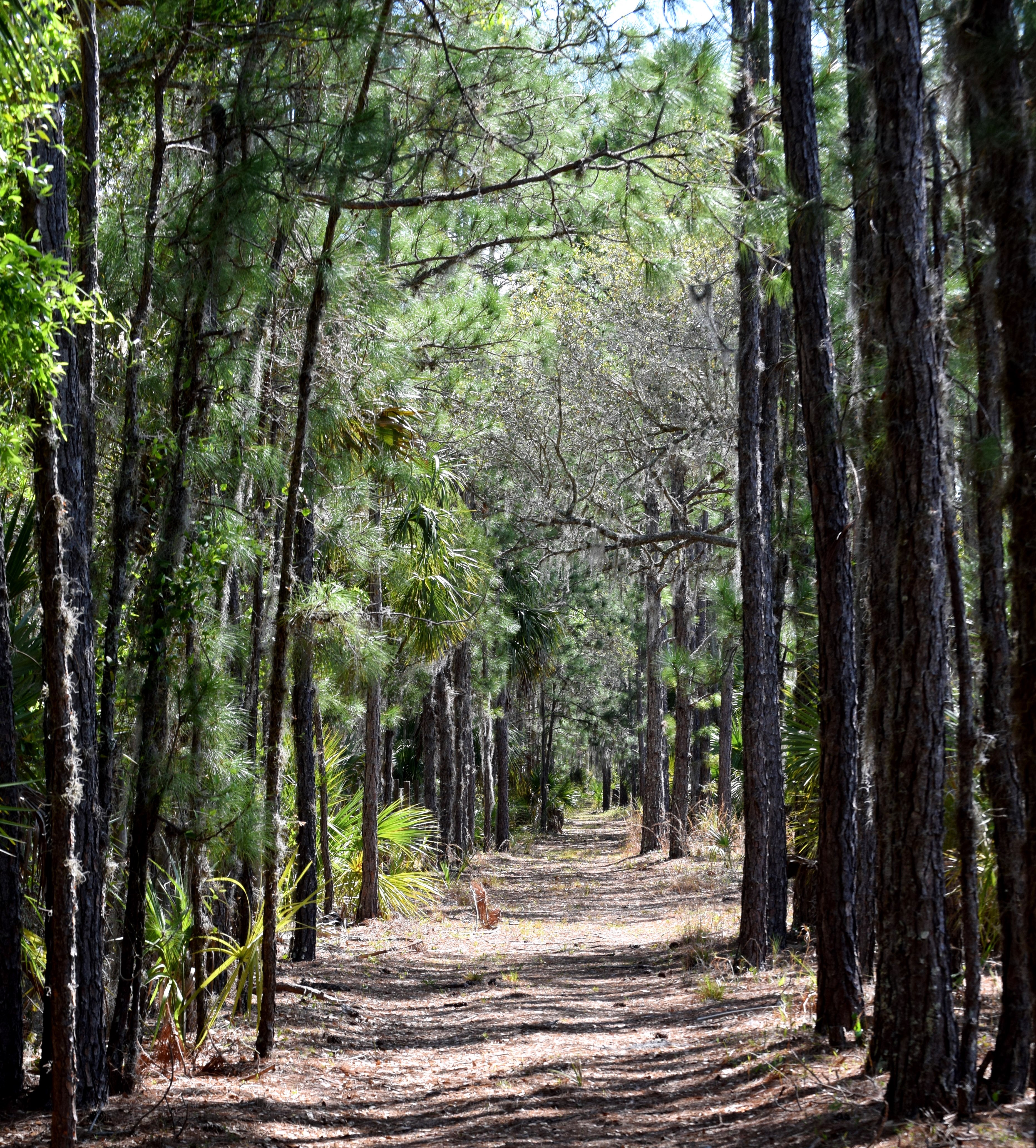 A cleared walking trail within a high-canopy forest