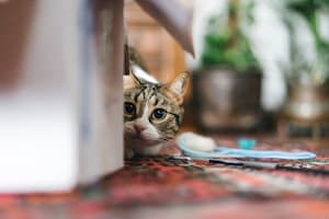 cat in a pet crate