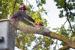 A professional hanging from a tree, trimming branches